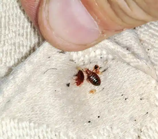 pest control Miami Springs